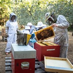 L'abeille rouge , Apiculteur, Vers-Pont-du-Gard - Horaires d'ouverture