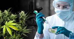 CBD SELESTAT - BIO HEMP, Sélestat - Horaires d'ouverture