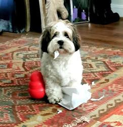 Alexandra Education canine 78, Villennes-sur-Seine - Horaires d'ouverture