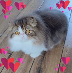 Chats persans et exotics shorthair. Chatterie des Amours de Maya., Hazembourg - Horaires d'ouverture