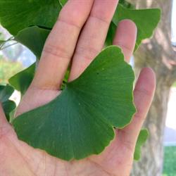 BiloBa Massages Coaching & Yoga Sur la Côte Bleue, Ensuès-la-Redonne - Horaires d'ouverture