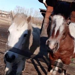 Poney Club, Les poneys nomades, Murianette - Horaires d'ouverture