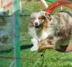 TREBES SPORTS CANINS, Trèbes - Horaires d'ouverture
