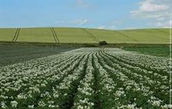 SAS LIMAGNE LEGUMES, Maringues - Horaires d'ouverture