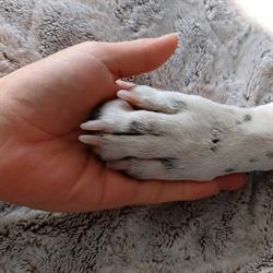 Mary pet-sitter, Bernis - Horaires d'ouverture