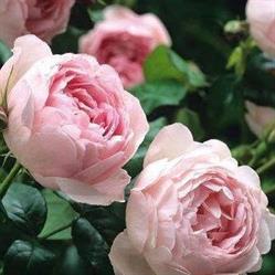 Rosiers Anglais, Cléden-Poher - Horaires d'ouverture