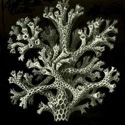 Phylum Fungi, Saint-Étienne - Horaires d'ouverture