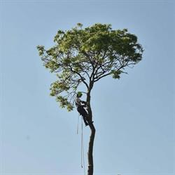 Arbre et Vert, Dunkerque - Horaires d'ouverture