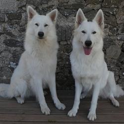 Pension canine familiale Nono & Co, Couffé - Horaires d'ouverture