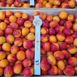 SARL Lonjou fruits, Montalzat - Horaires d'ouverture