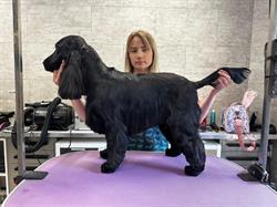 Beauté Canine, Nîmes - Horaires d'ouverture