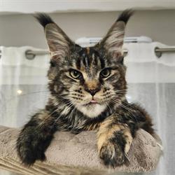 Chatterie De Tilmin'Far - Élevage de maine coon, Fublaines - Horaires d'ouverture