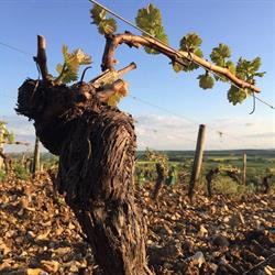 Domaine Carroy Jacques et fils, Pouilly-sur-Loire - Horaires d'ouverture