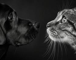 NUTRIDOG50, Muneville-le-Bingard - Horaires d'ouverture