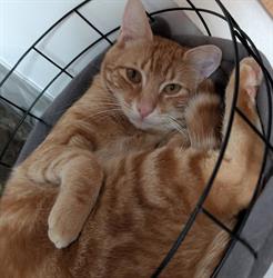Pension pour chats - Katsaroli, Ungersheim - Horaires d'ouverture