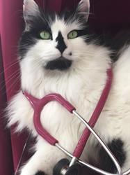 Clinique veterinaire senas, Sénas - Horaires d'ouverture