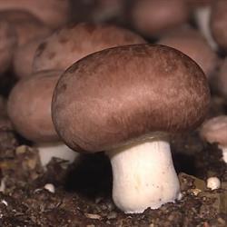 Les Champignons Du Tignet, Le Tignet - Horaires d'ouverture