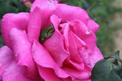 Le Jardin De Mireille En Touraine Angevine, Channay-sur-Lathan - Horaires d'ouverture