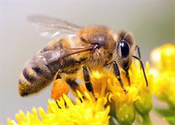 Une Saison aux Abeilles-Bretagne, Saint-Agathon - Horaires d'ouverture