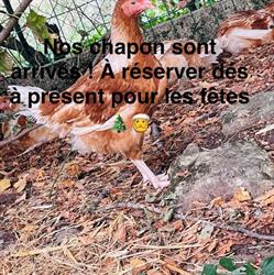 La ferme des saveurs, Maillet - Horaires d'ouverture
