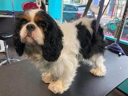 Au Chien Chic news, Elbeuf - Horaires d'ouverture