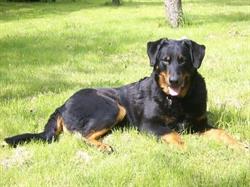 Beaucerons Des Mille Pas De Loup, Saint-Maurice-le-Vieil - Horaires d'ouverture