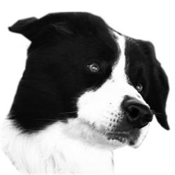KLD Education Canine, Plessis-Saint-Jean - Horaires d'ouverture