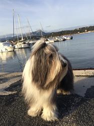 Art Dog, Toulon - Horaires d'ouverture