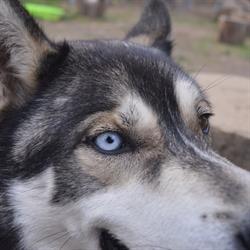 le monde des husky, Marennes - Horaires d'ouverture