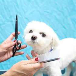 Anne Toilettage Bien-être à Domicile - 4 Pattes Locations - Tout Matériel pour Animaux, Saint-Cyr-sur-Mer - Horaires d'ouverture