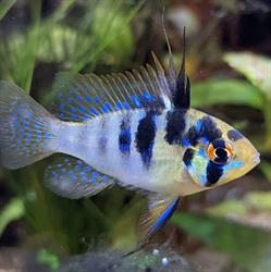 Aquatic Forest, Saint-Quentin - Horaires d'ouverture