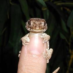 L'Oeil du Gecko, Garéoult - Horaires d'ouverture