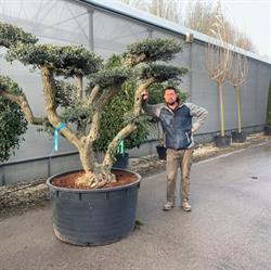 PLANTES ET ARBRES SERVICES, Brancourt-en-Laonnois - Horaires d'ouverture