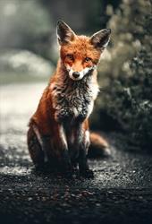 Le Renard perché, Le Bonhomme - Horaires d'ouverture