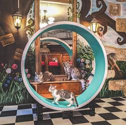 Once Upon A Cat - bar a chats, Limoges - Horaires d'ouverture