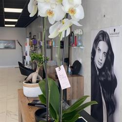 Salon Boucle d'or, Narbonne - Horaires d'ouverture