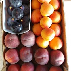 Les Genets Fruits BIO - Bertrand PUIG (EARL), Canohès - Horaires d'ouverture