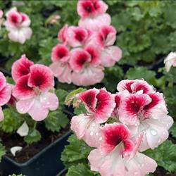 D.Fleurs, Catillon-sur-Sambre - Horaires d'ouverture