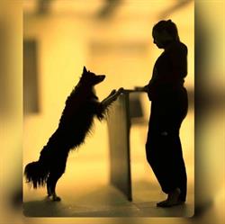 Éducation L'Écoute Canine, Dambach-la-Ville - Horaires d'ouverture
