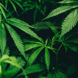 green serenity cbd, Ally - Horaires d'ouverture