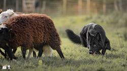 Pension canine De Viknane, Pleyben - Horaires d'ouverture