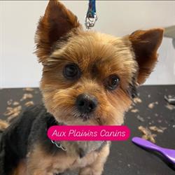 Aux Plaisirs Canins - Toilettage Canin à Vendenheim, proche Strasbourg - Horaires d'ouverture