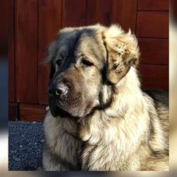 Comprends ton chien Educateurs canins comportementalistes, Lahaymeix - Horaires d'ouverture