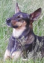 Pension Chiens-Chats L'Heureux, Bertrambois - Horaires d'ouverture