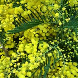 FAYOLLE FLEURS, Dardilly - Horaires d'ouverture