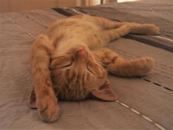 Pension féline / Élevage MangoBayCats. (UNIQUEMENT SUR RENDEZ-VOUS)., Cheval-Blanc - Horaires d'ouverture