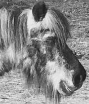 Association Saxo Belle Ferme, Gex - Horaires d'ouverture