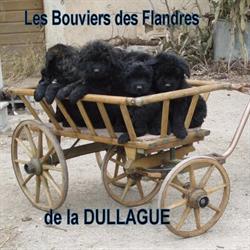 LES BOUVIERS des FLANDRES de la DULLAGUE, Béziers - Horaires d'ouverture