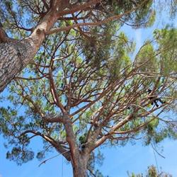 Canopy Tree Services, Vallauris - Horaires d'ouverture