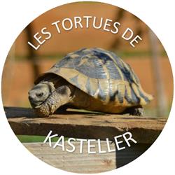 Les Tortues de Kasteller, Pléchâtel - Horaires d'ouverture